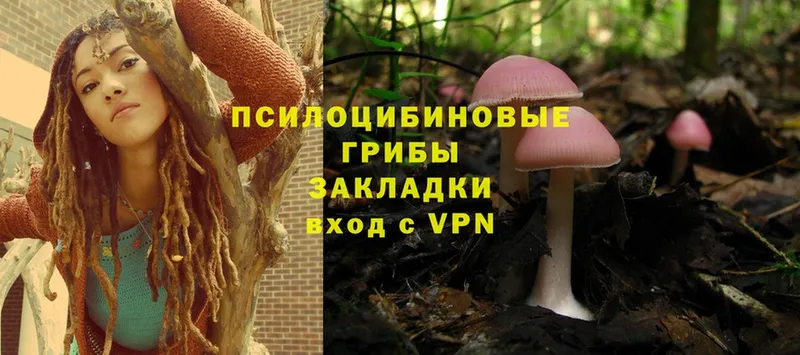 купить  сайты  Кстово  даркнет состав  Псилоцибиновые грибы Magic Shrooms 